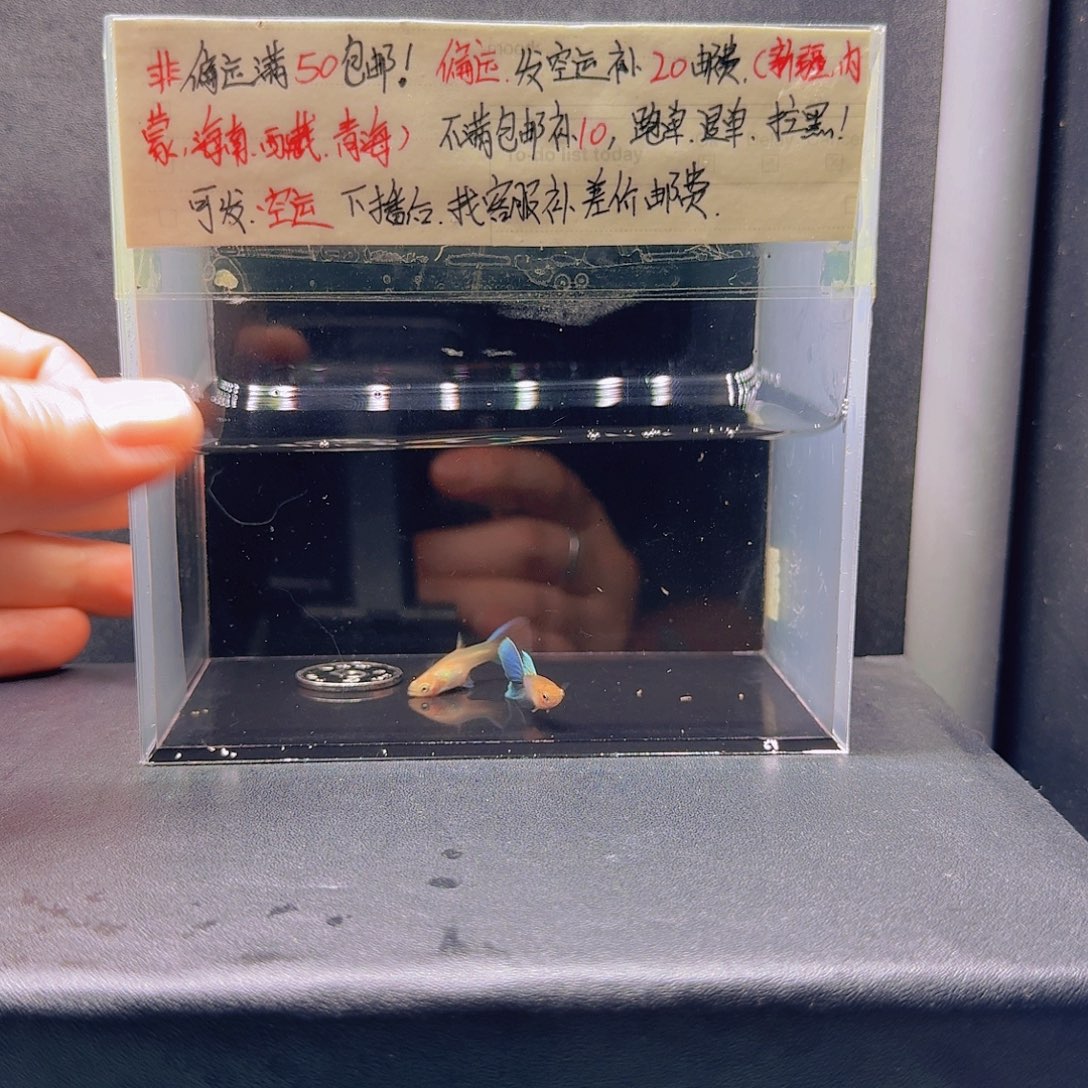 孔雀鱼中国蓝一对
