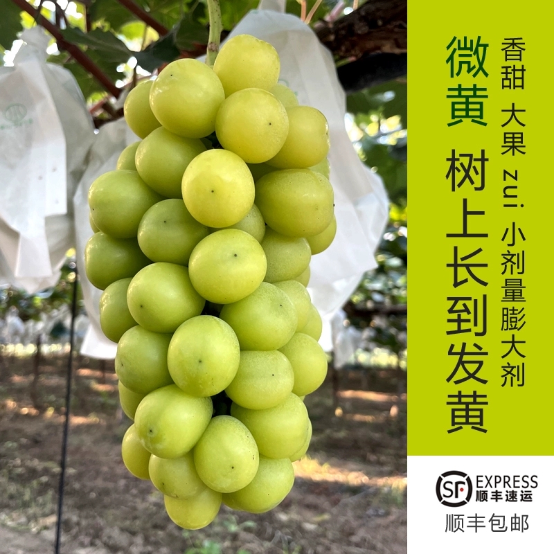 大颗粒 阳光玫瑰葡萄 香印 晴王自然 微黄果保证有京东包邮