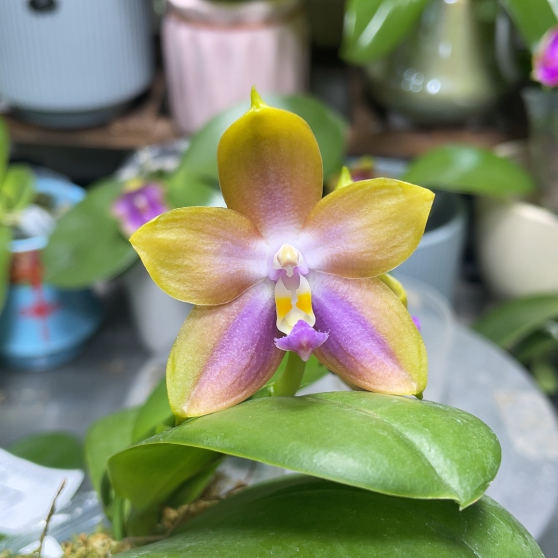 完全开放珠宝公主