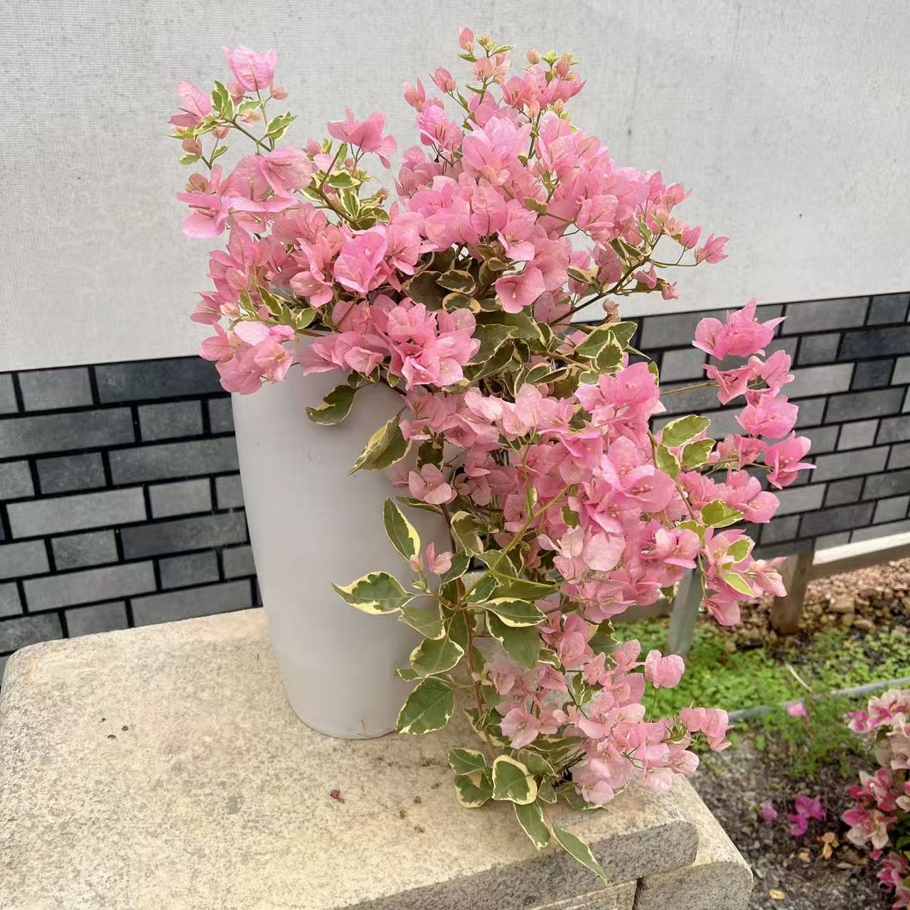 【艺景园万家专用】小斑叶丽人原生造型盆景老桩好养勤花