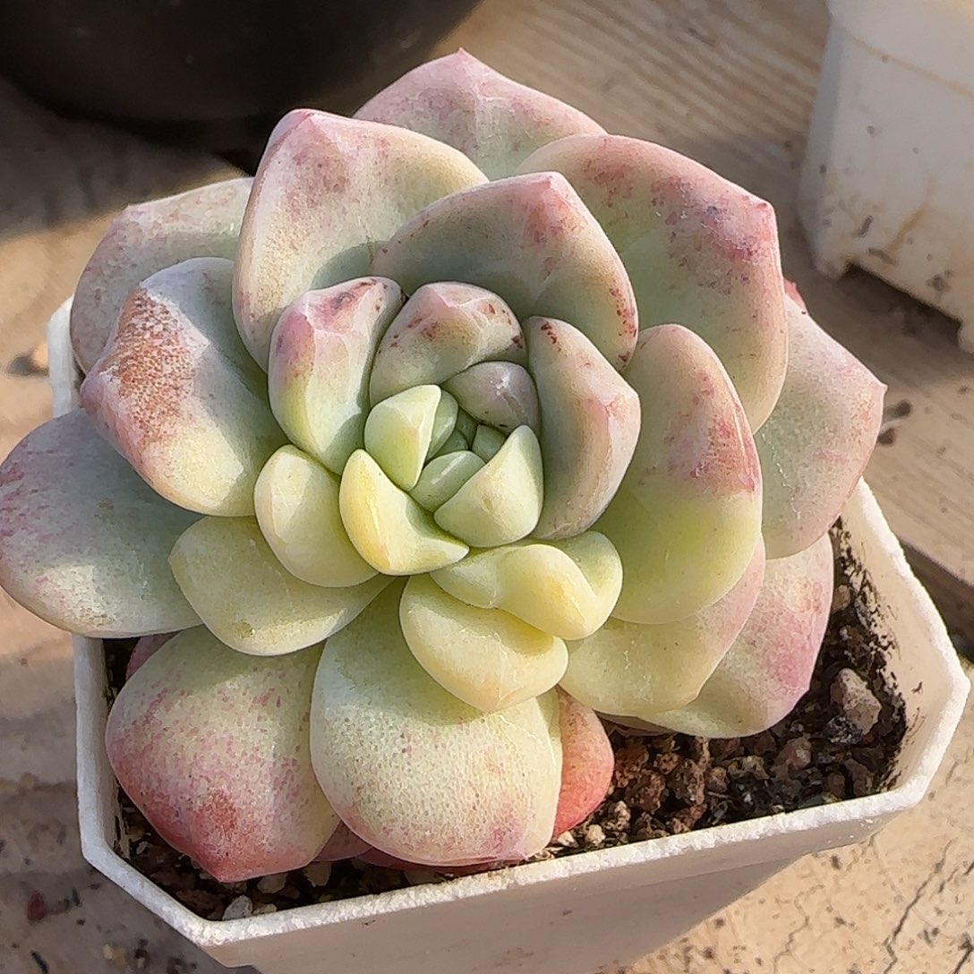 冰玉石化黄锦单头脱土