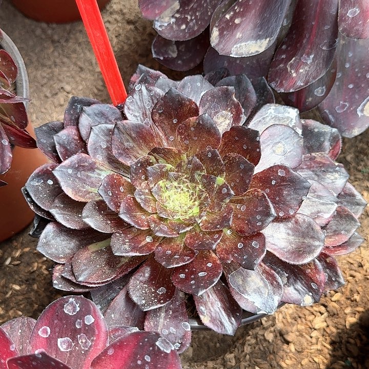 3-3001莫兰迪多肉法师