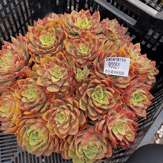 越****y贝拉90051多肉