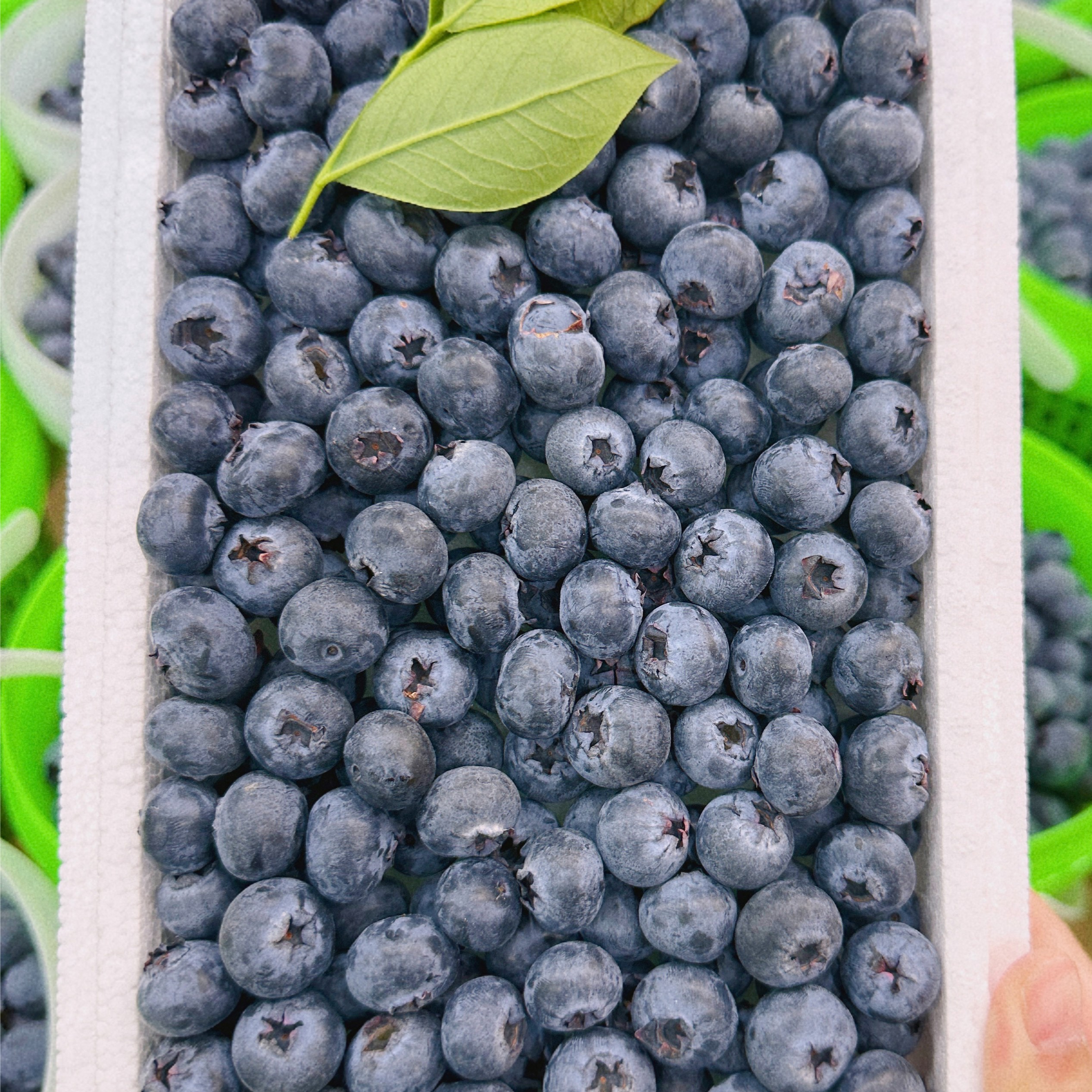 400g+云南抚仙湖花青素蓝莓 基地原箱 孕妈辅食 花香脆甜带VC果酸