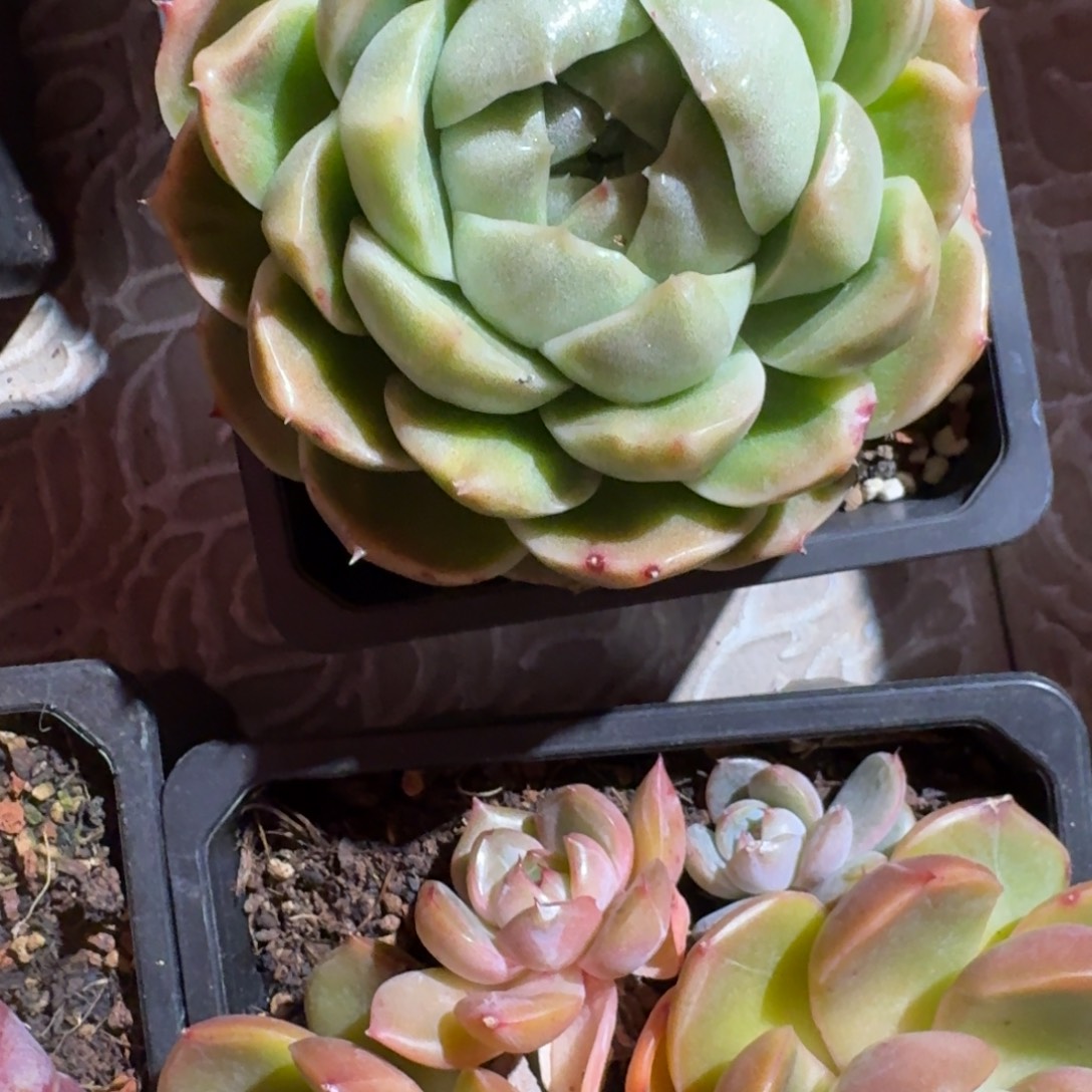 专拍链接多肉精品