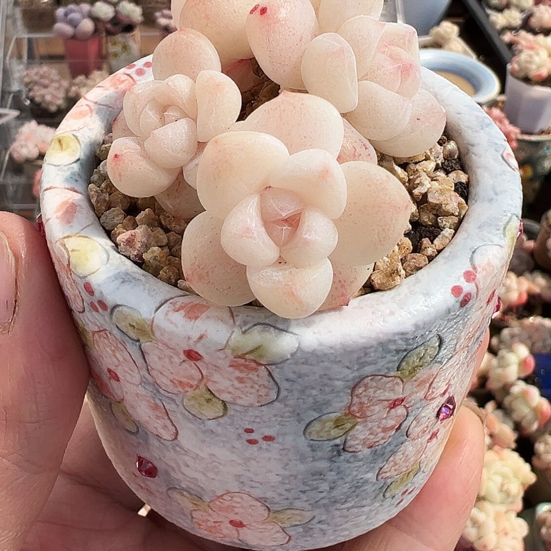 小**m冰玉4头老桩小羽1318