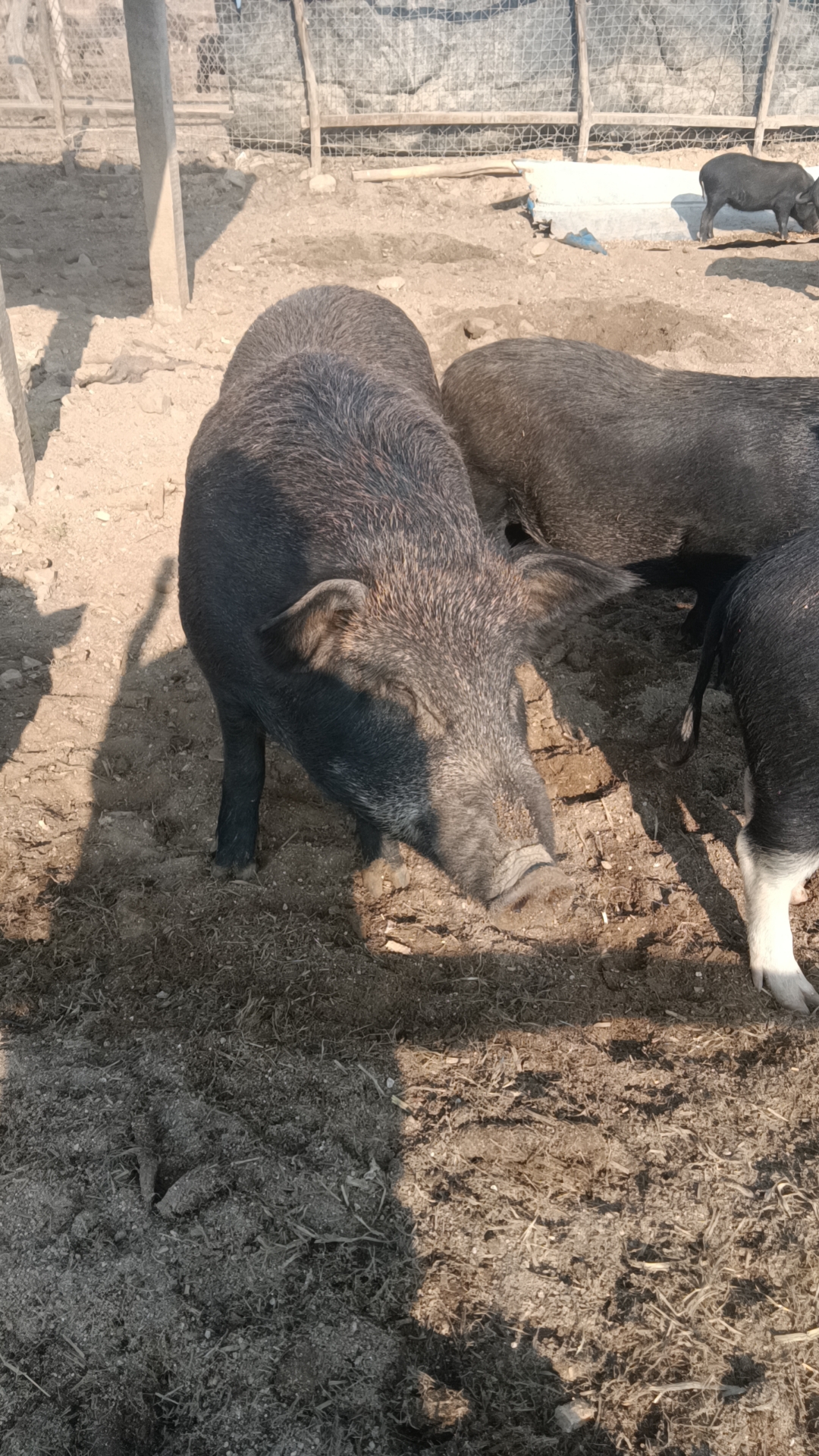 包邮发顺丰假一赔十