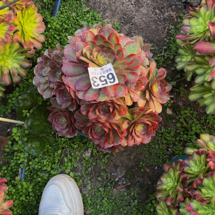 火狐花27-23包邮花花