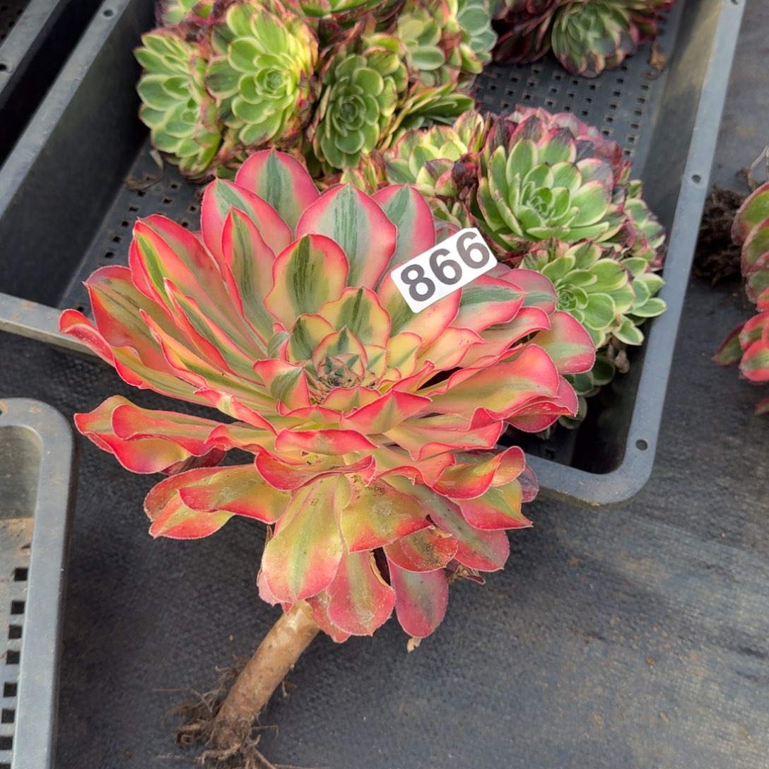 866多肉植物爱丽丝有砍特价