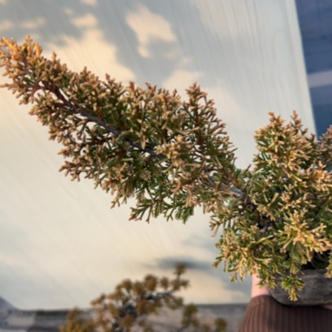 盆景直播一物一拍专用链接