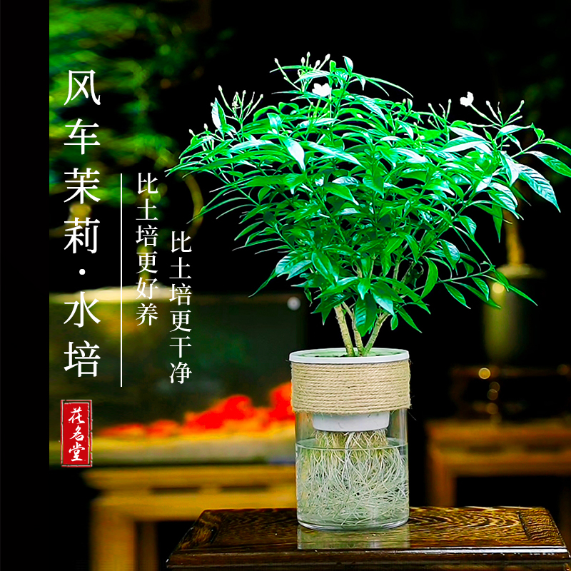水培绿植物风车茉莉花卉盆栽水养小盆景水生树苗客厅办公室内桌面