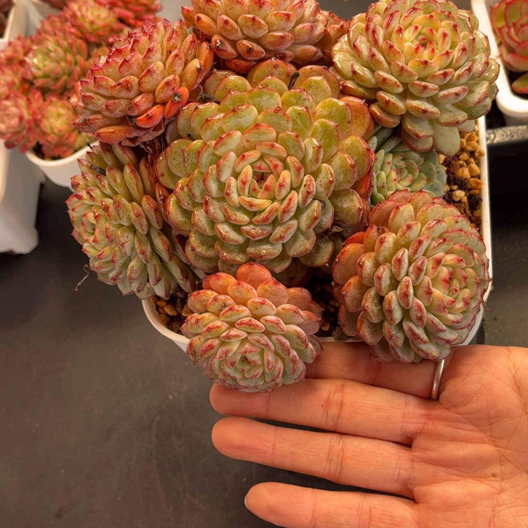 多肉植物0364…………