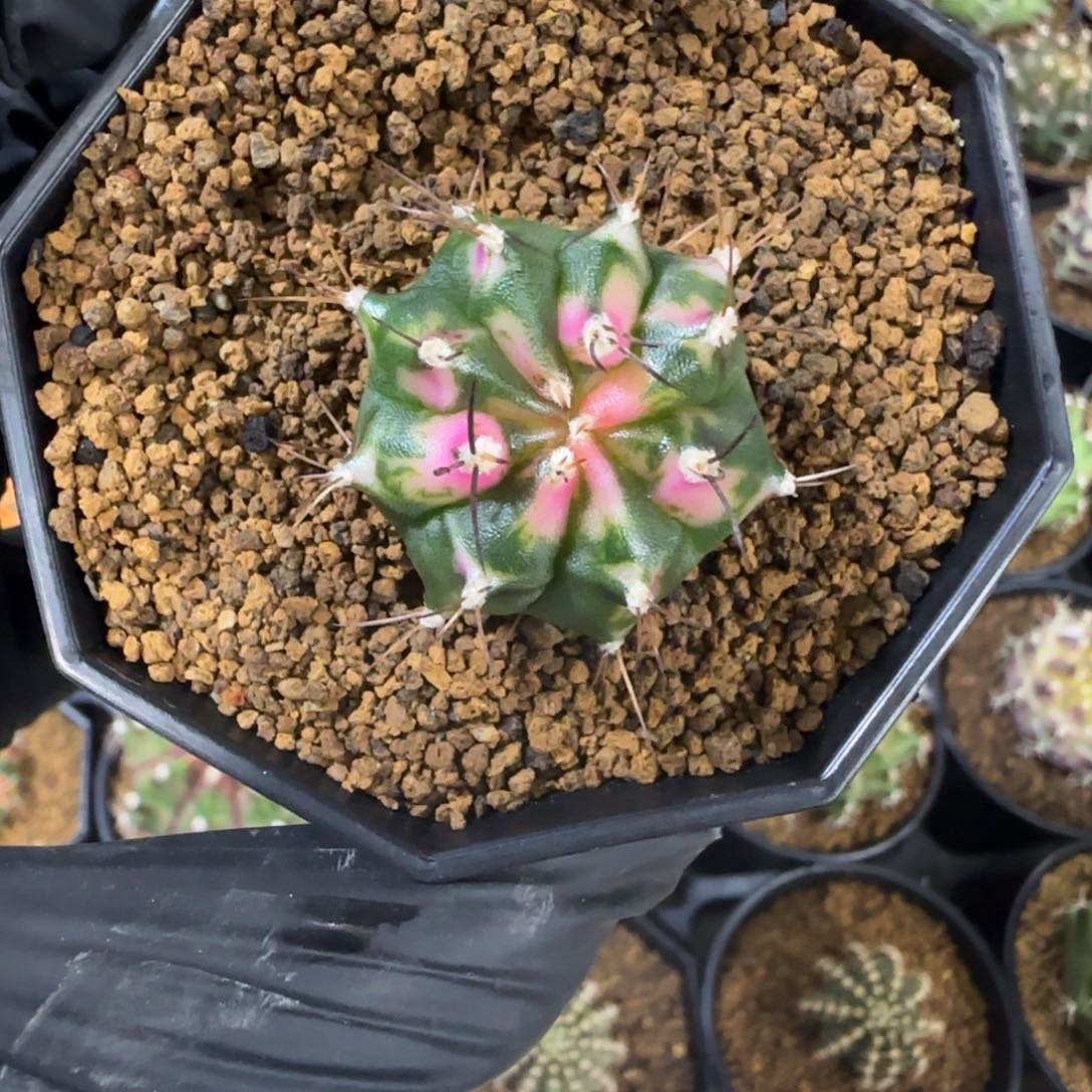 241号泰系名品侧芽磨砂玻璃