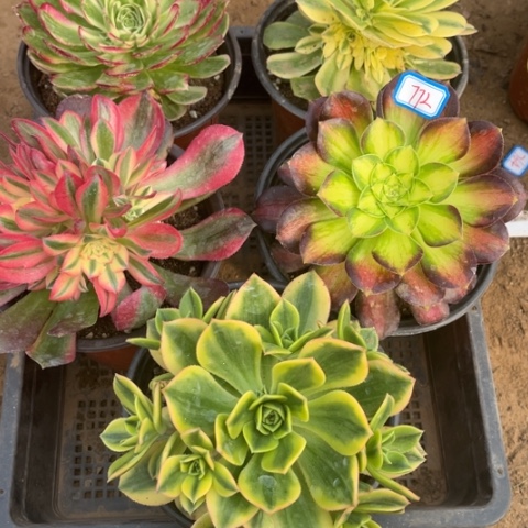 772多肉植物组合