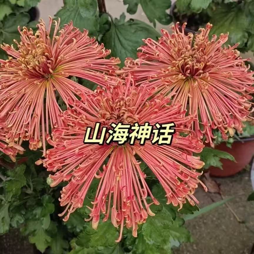 【花苞发货】[山海神话]九月菊花苗大型花好养护简单耐寒耐旱