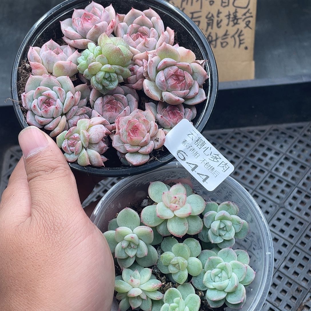 云糖心多肉植物644
