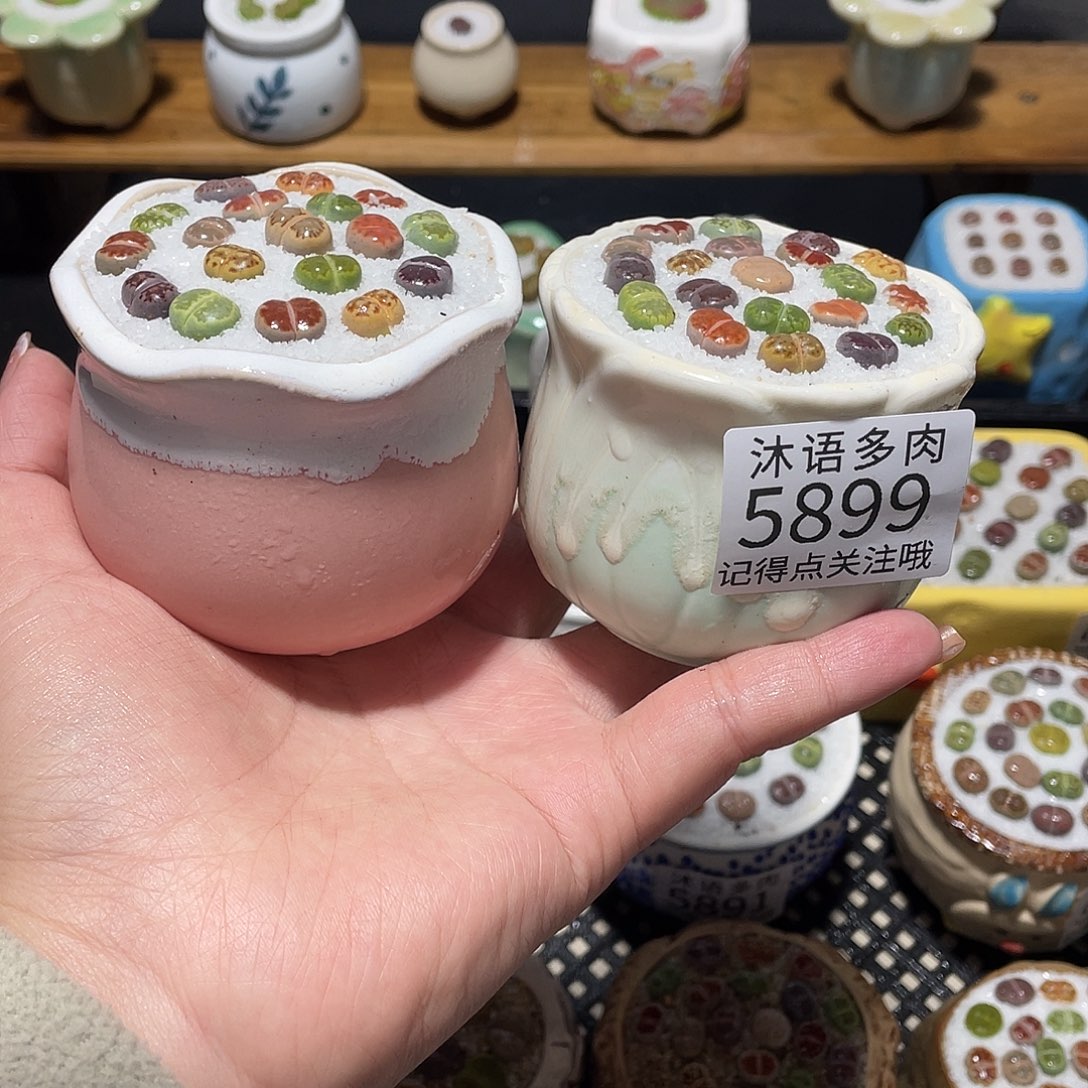 带盆土植物 一物一拍5899