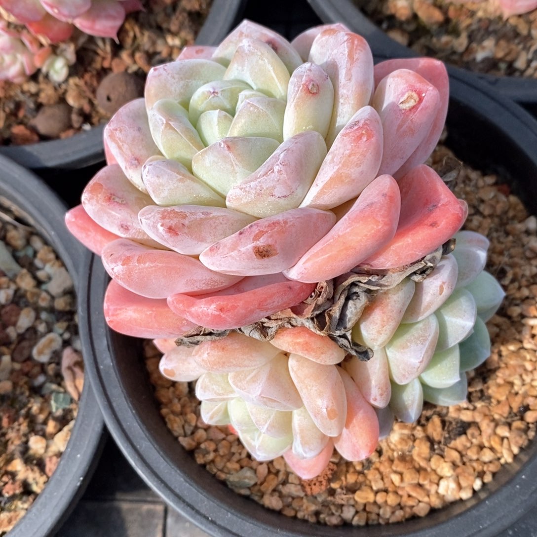 精品多肉一物一柏不包整25