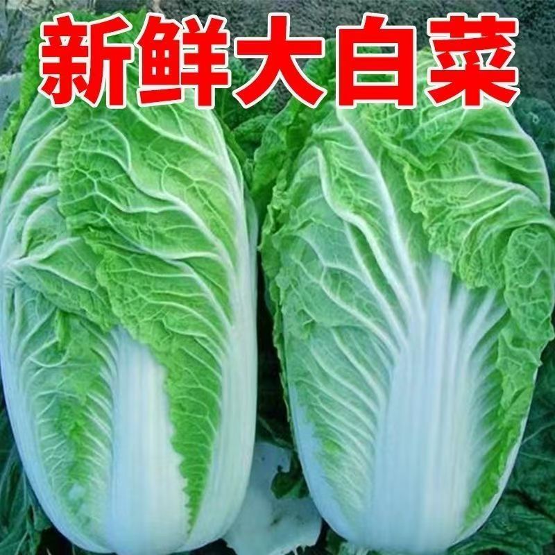 东北大白菜新鲜蔬菜抱头白菜自种特产辣白菜火锅配菜食材