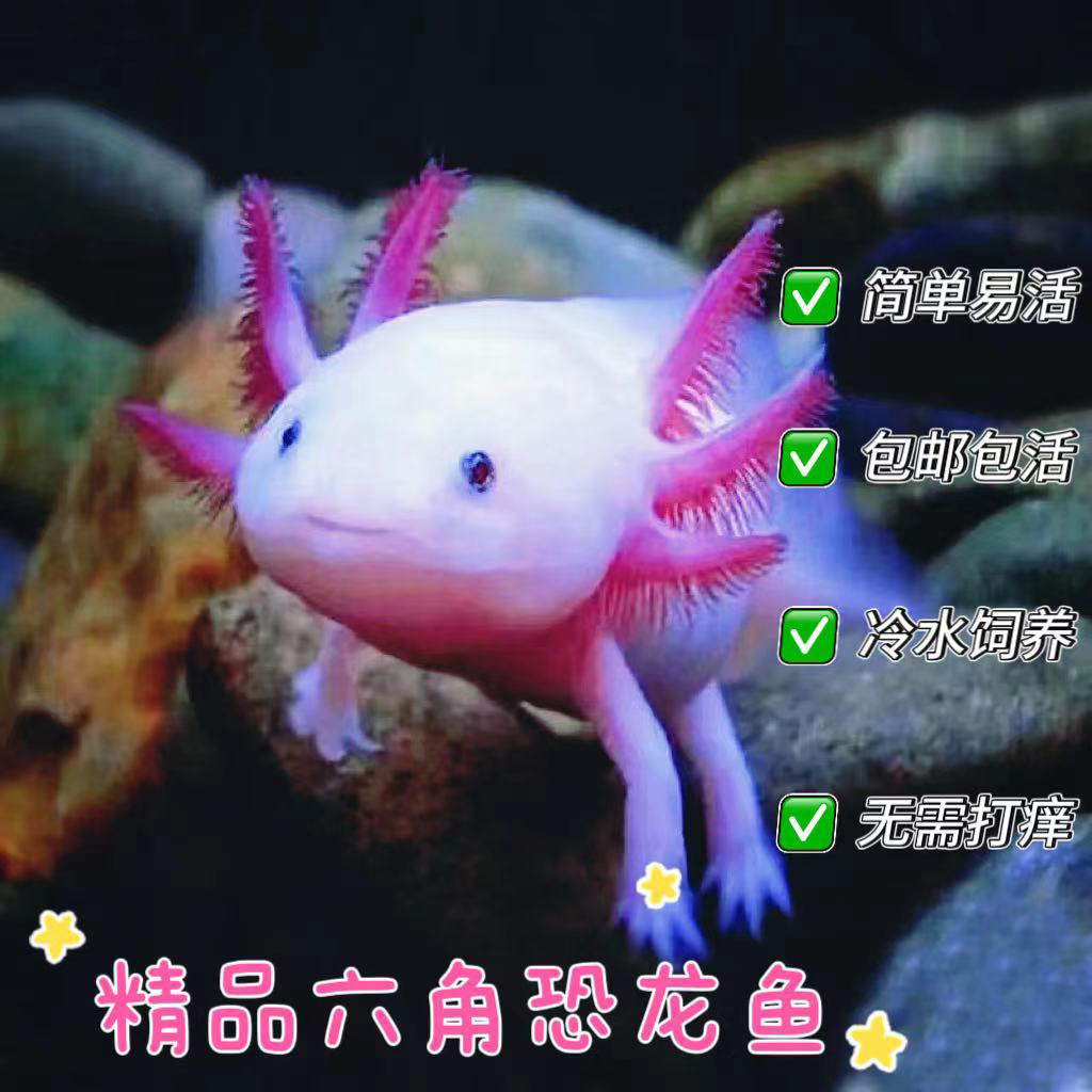 六角鱼恐龙鱼活体冷水观赏鱼适合混养增添水族乐趣