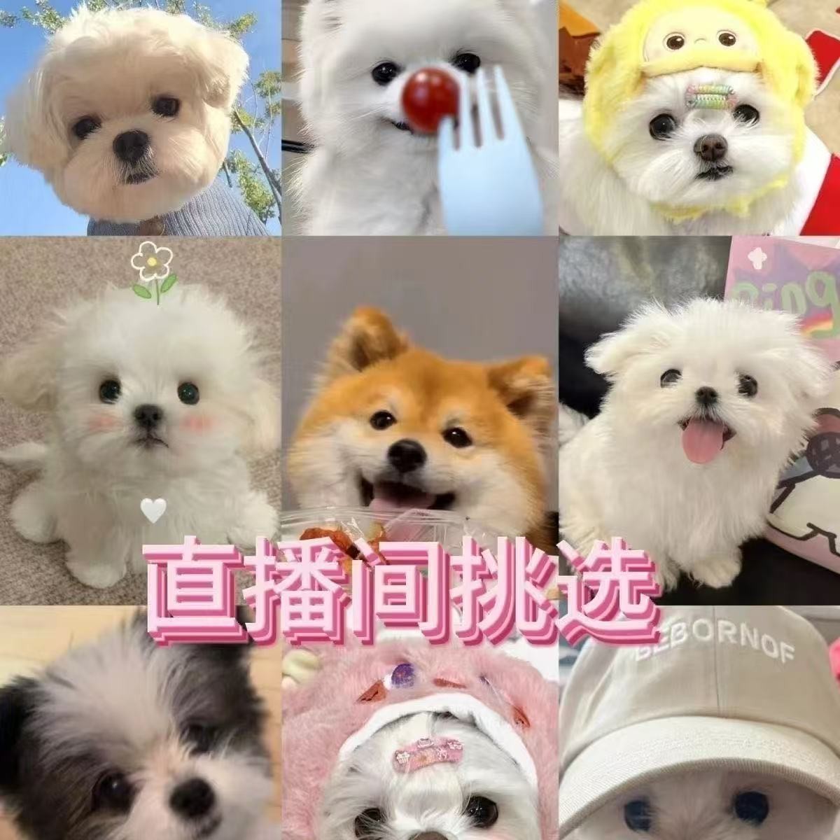 泰迪博美金毛泰迪熊柯基柴犬马尔泰比熊萨摩耶一物一拍直播间挑选