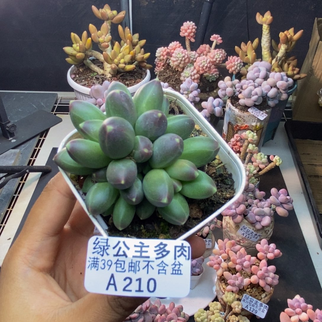 210香蕉树多肉6c m