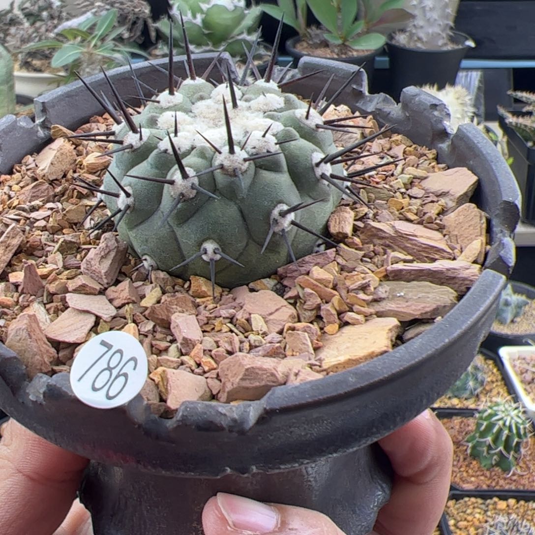 黑王丸4.2自根一物一拍786