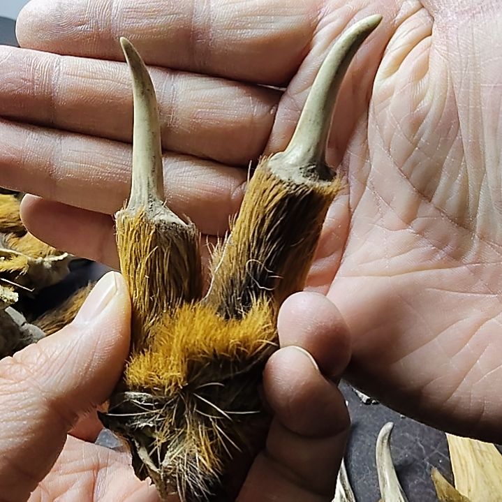 鹿缘坊直播间选货