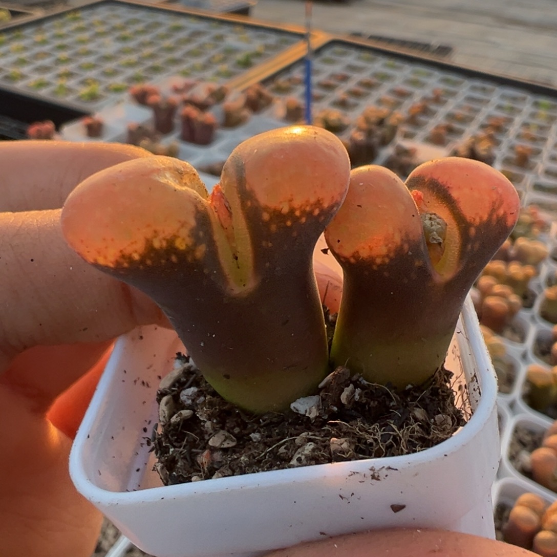 大型红风铃母本一物一拍