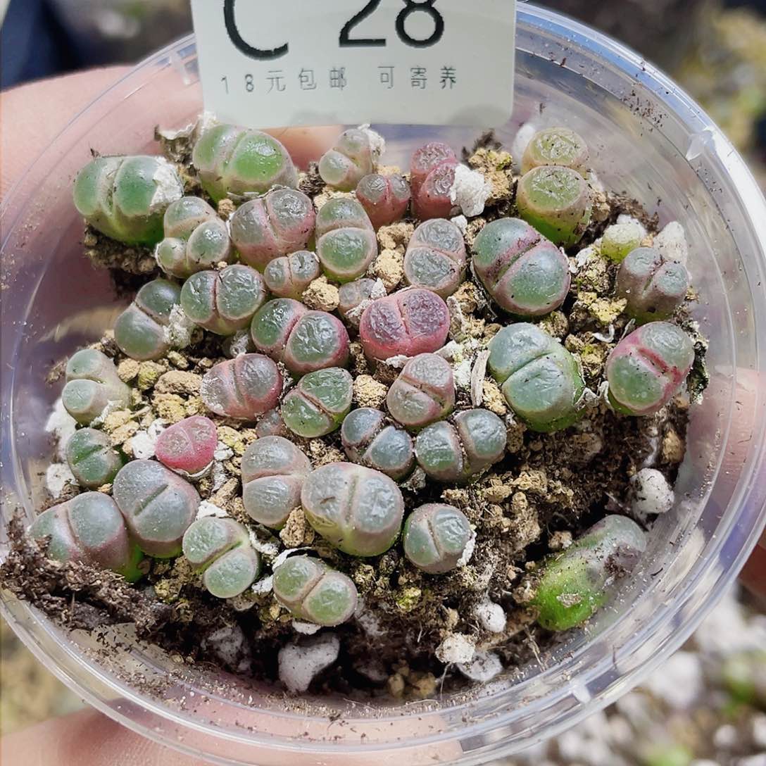 C21号，克里普兰磁铁.很好看的肉肉呢