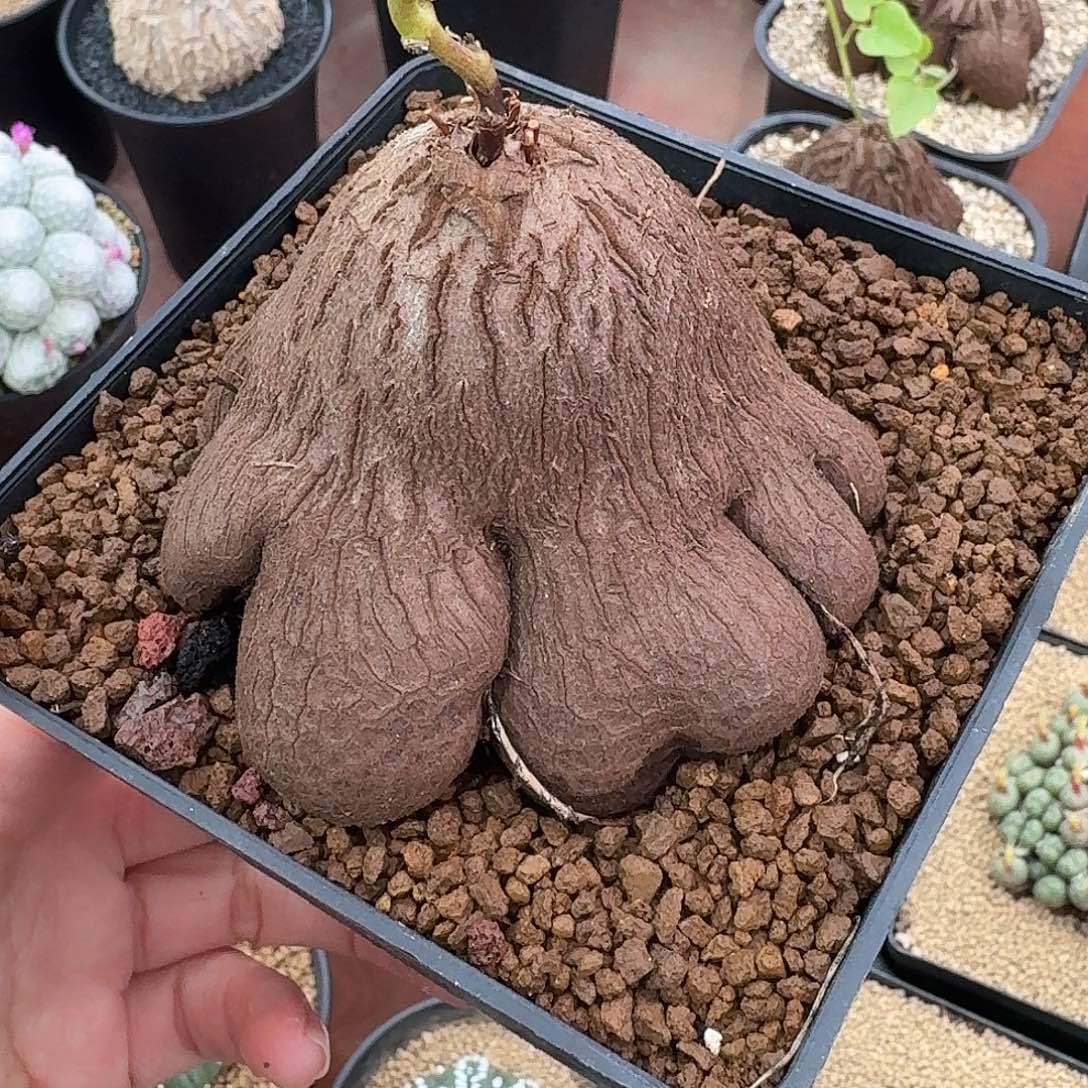 多腿象足龟仙人球