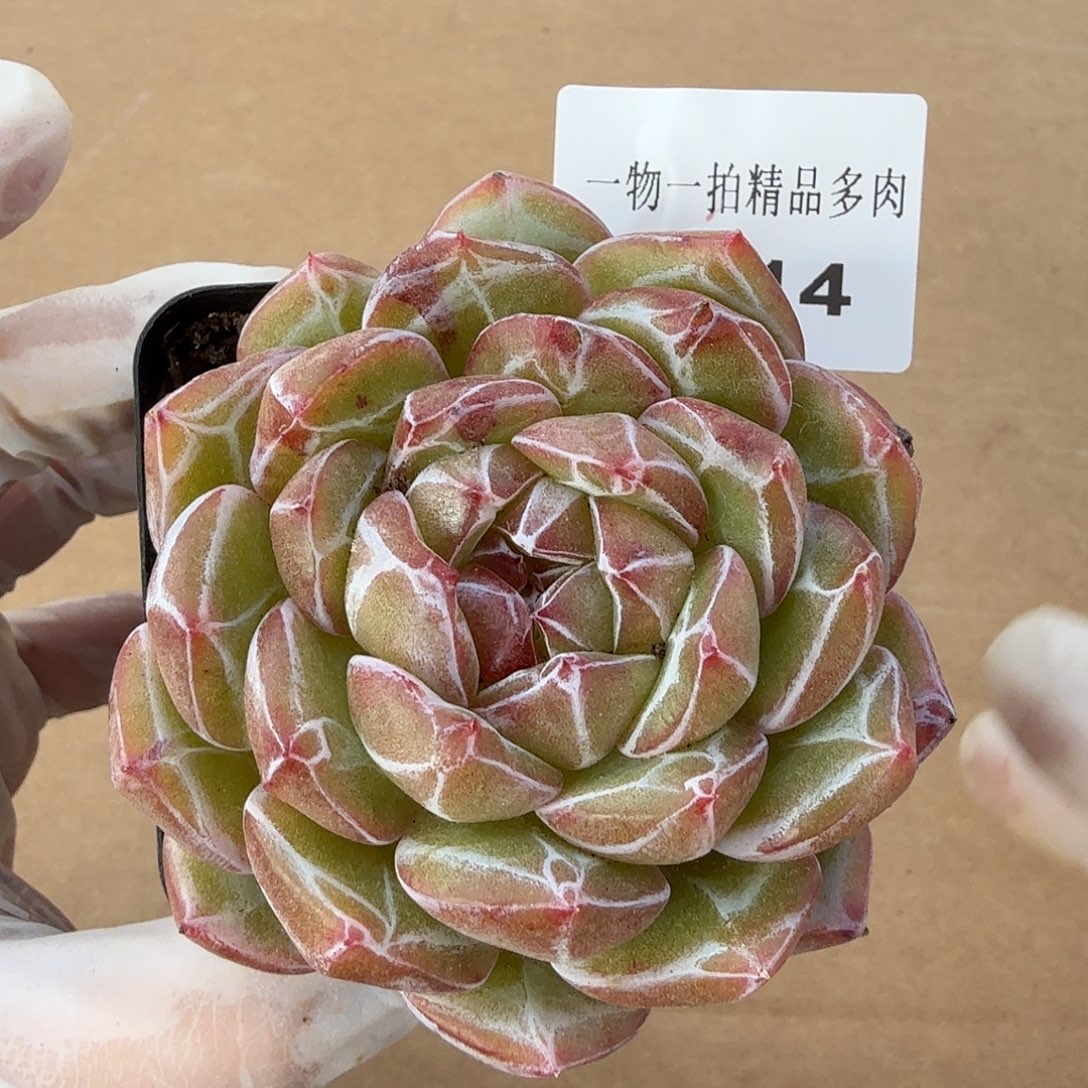 1204-14雪花珍妮多肉
