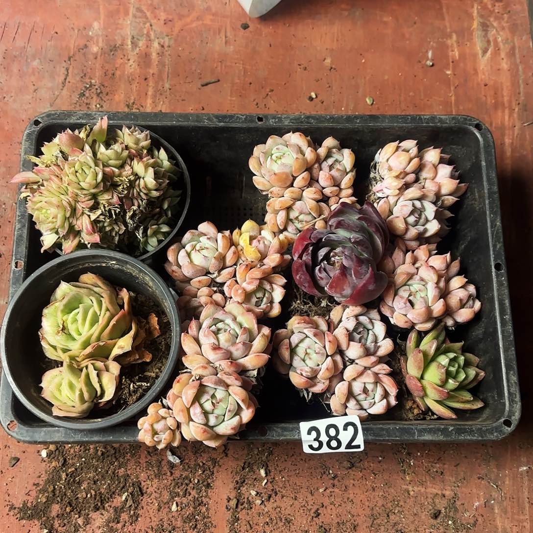 多肉植物框拍382号