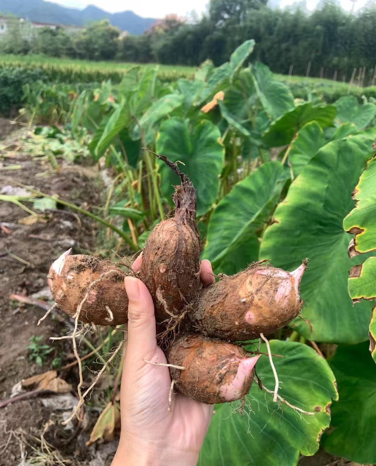 （顺丰包邮）江西铅山正宗红芽芋芋艿现挖现发