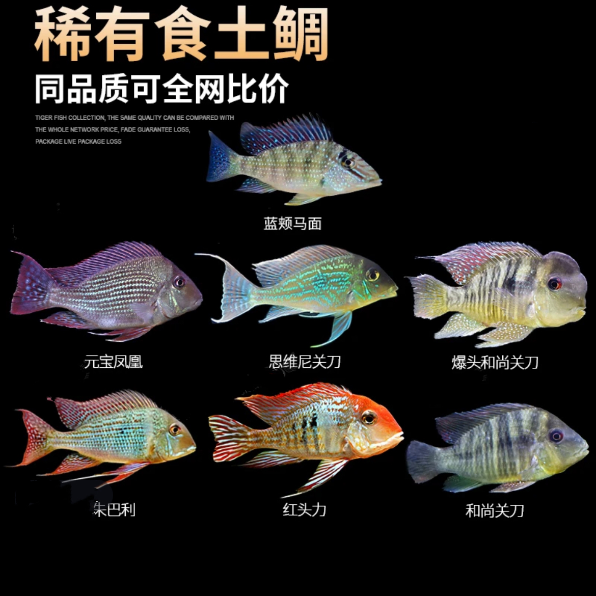 关刀鱼大全斯维尼关刀鱼红珍珠关刀鱼食土雕龙缸配鱼包邮