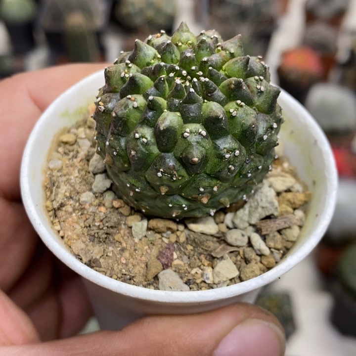 裸额龟甲特价福利