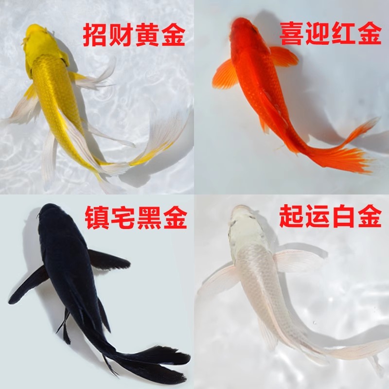 锦鲤活体观赏鱼 金鱼锦鲤冷水鱼黑金锦鲤黄金锦鲤白金锦鲤小型鱼