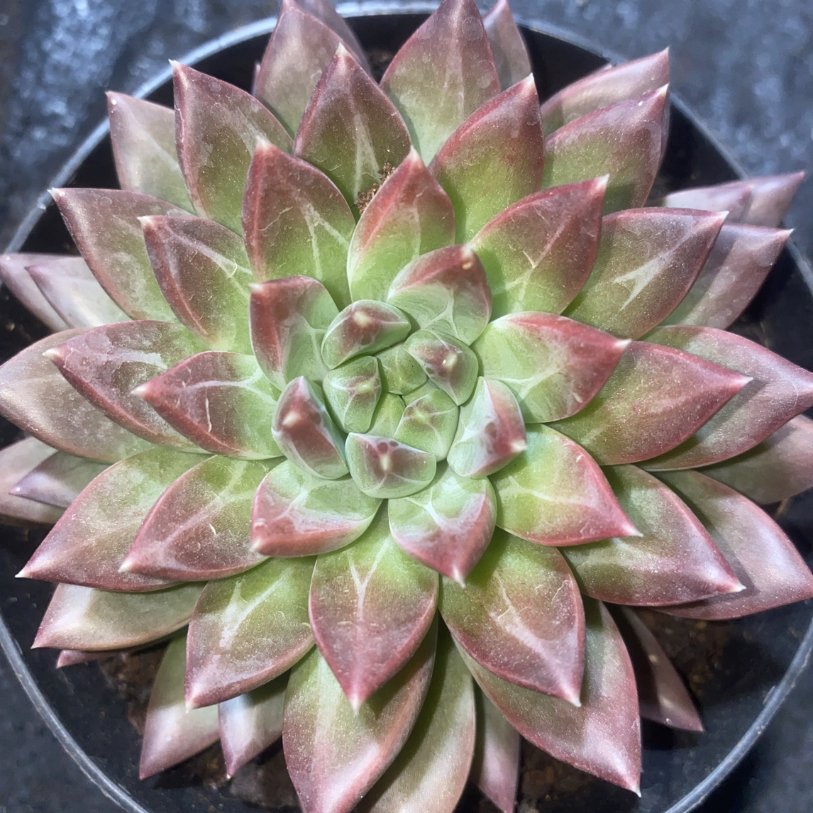 『幻影美人』多肉植物盆栽 全店满15包邮