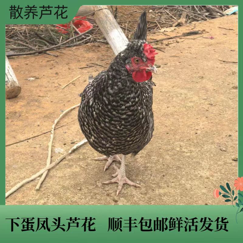 散养芦花母鸡 下蛋芦花 芦花母鸡 顺丰冰鲜包邮