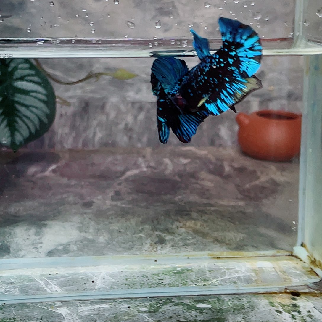 斗鱼育平斗鱼泰国斗鱼