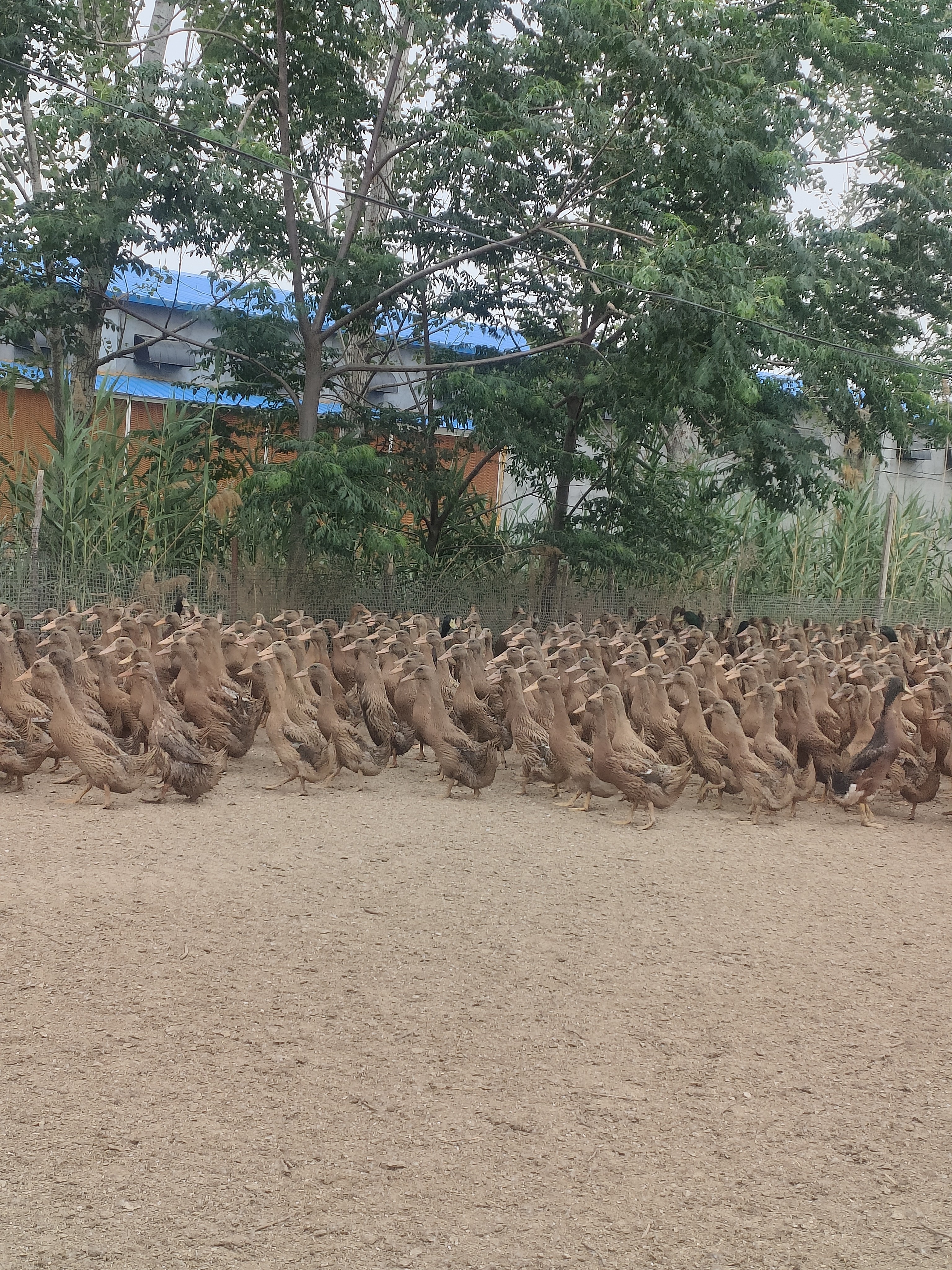 2.6斤左右大红金锭鸭，下绿皮蛋吃的少下蛋多，包邮到家