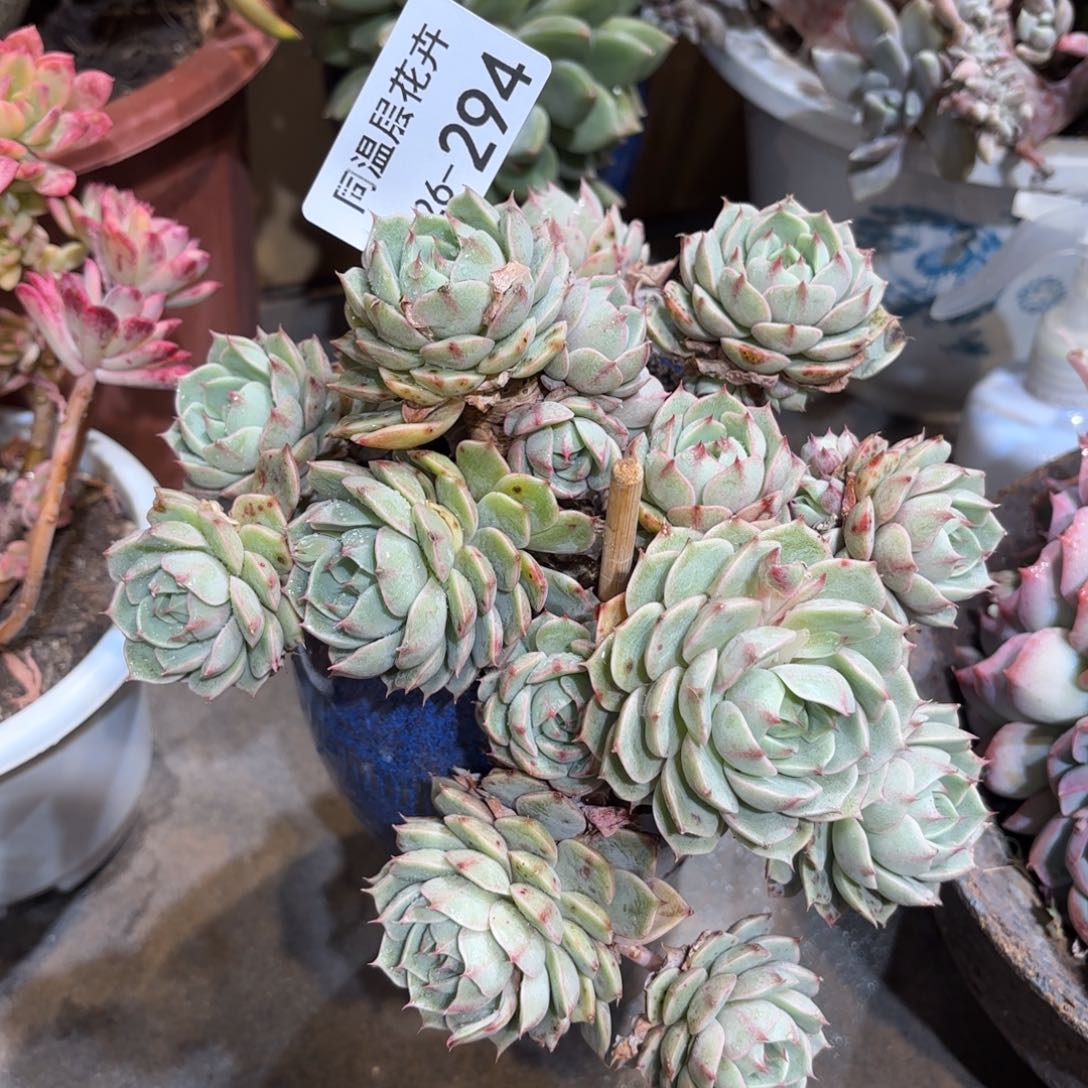 同温层多肉笨吧294