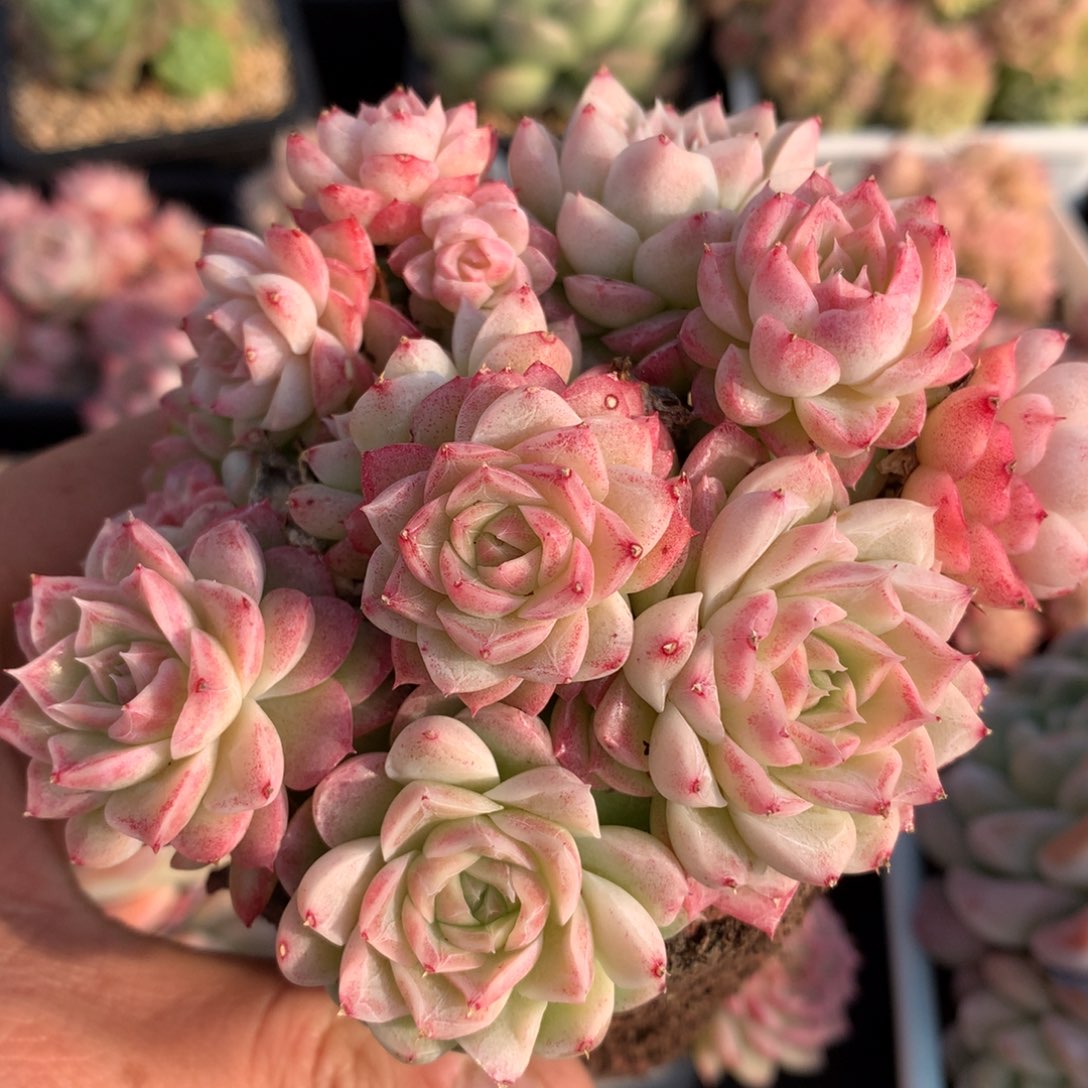 0223-14 女王玫瑰