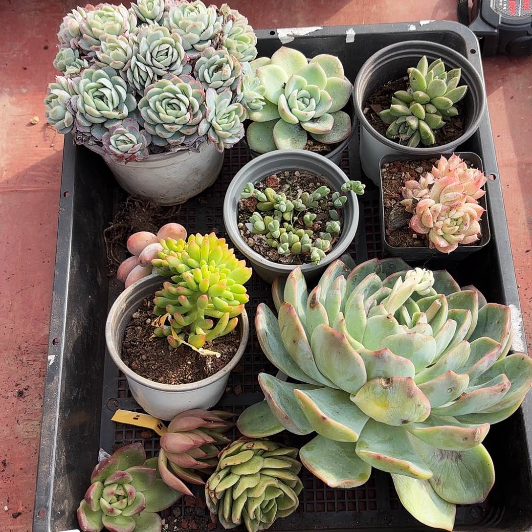 多肉植物空拍911号