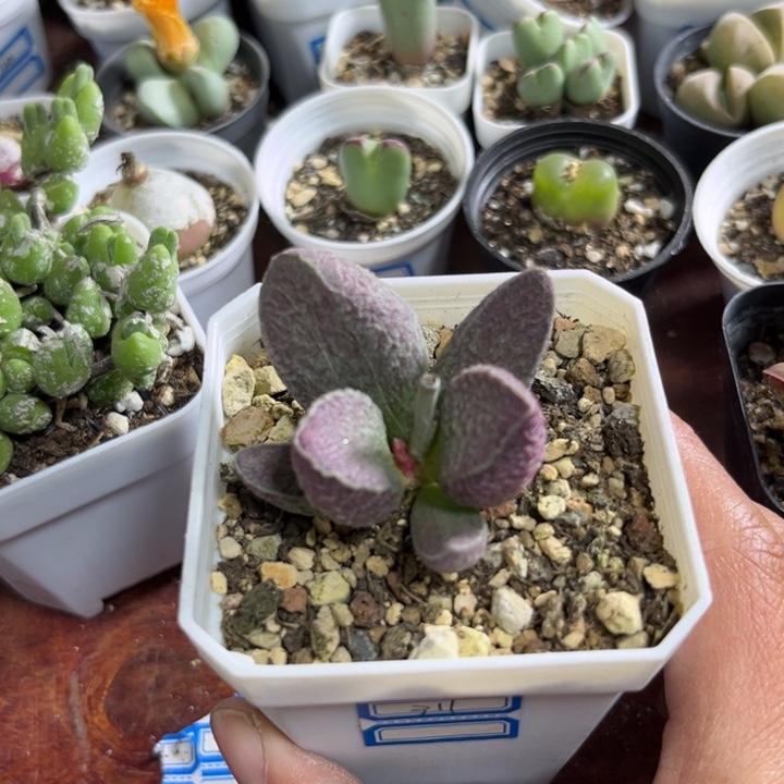 311 哈默猪肝水泡