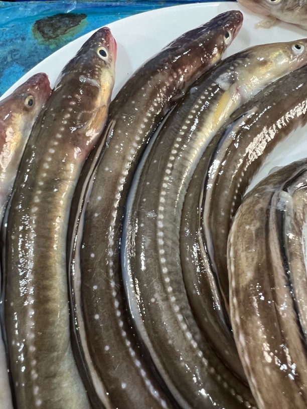 大连岛里野生钓钩鳝鱼5-6条一斤 顺丰包邮