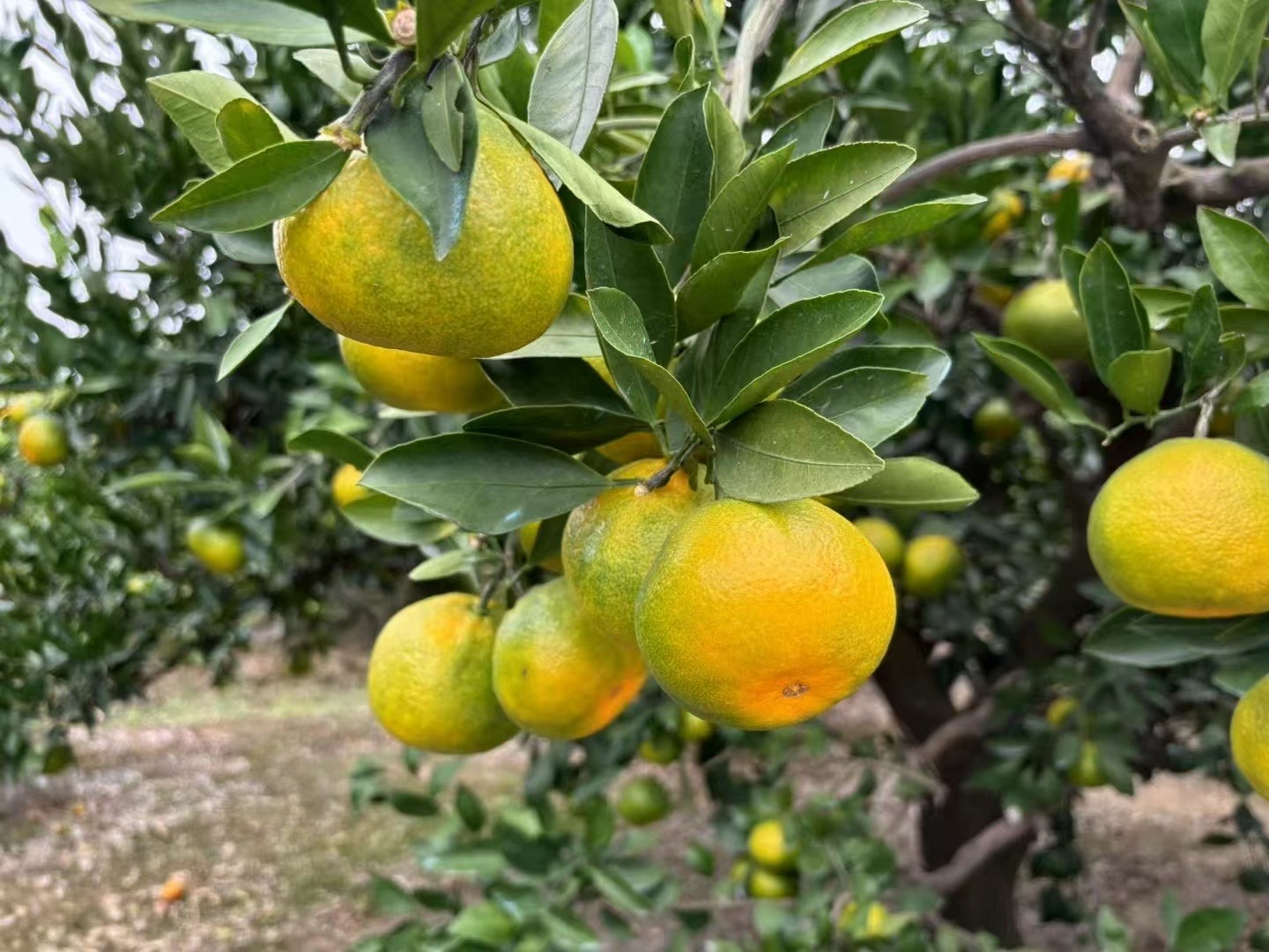 石门柑橘现摘高山无籽柑橘新鲜橘子应季孕妇水果 大小统发