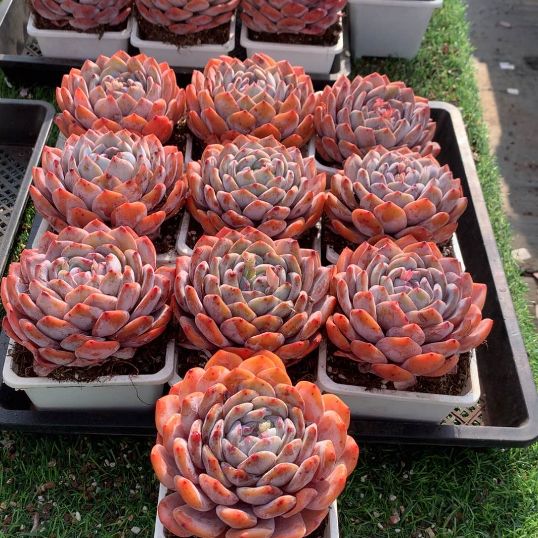 433橙子多肉植物组合