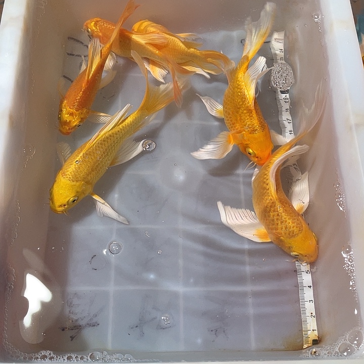 蝴蝶鲤鱼渔场直发26