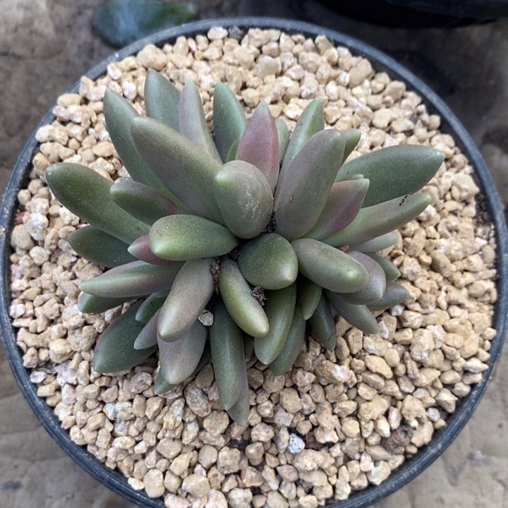 葡***子88888888888888888